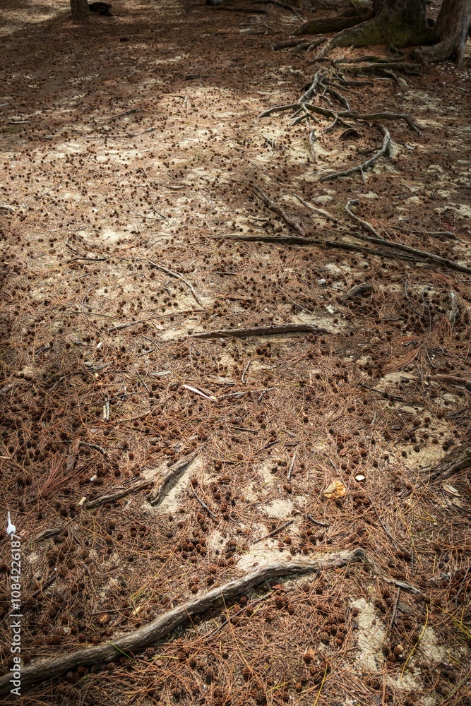 Fototapeta premium Winding Tree Roots Exposed on a Sandy Forest Floor