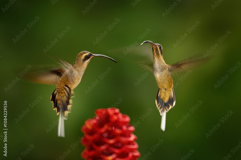 Fototapeta premium Long-billed Hermit, Phaethornis longirostris, bird in the forest habitat with red bloom. Zingiber spectabile, true ginger flower. Hummingbirds flying aroung red tropic flower, nature wildlife.