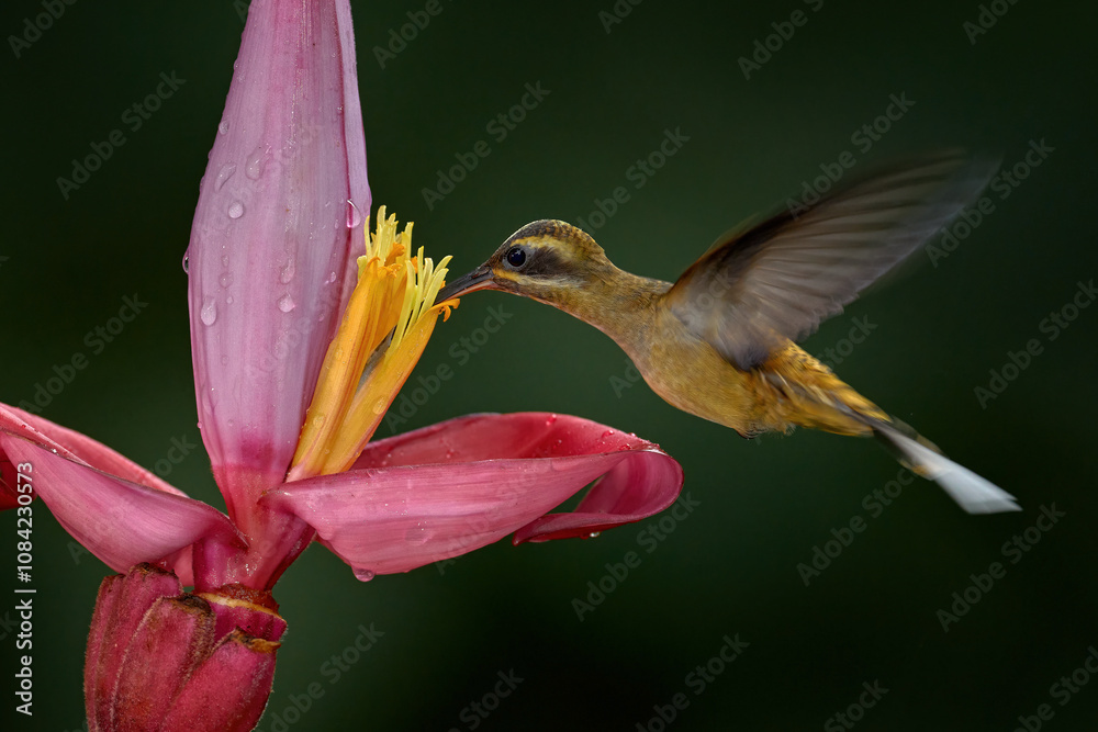 Fototapeta premium Hummingbirds flying red tropic flower, nature wildlife. Close-up detail. Tropic wildlife. Long-billed Hermit, Phaethornis longirostris, bird in the forest habitat with red bloom. Nature in Costa Rica.