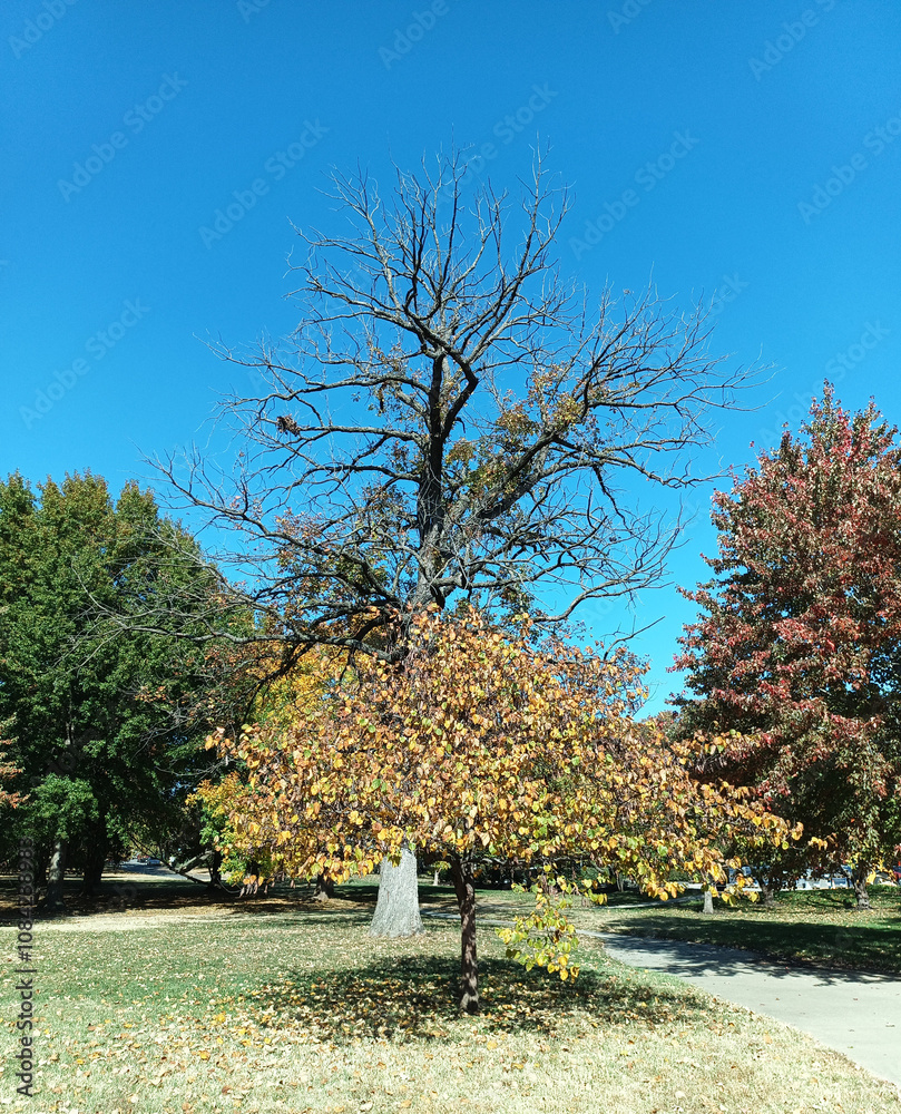 Obraz premium Arbol