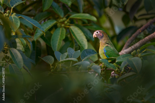 Birdwatching in Costa Rica, nature. Tropic bird Brown-hooded parrot. Parrot, Pionopsitta haematotis, green parrot with brown head. Detail close-up portrait of bird from Central America. Wil photo