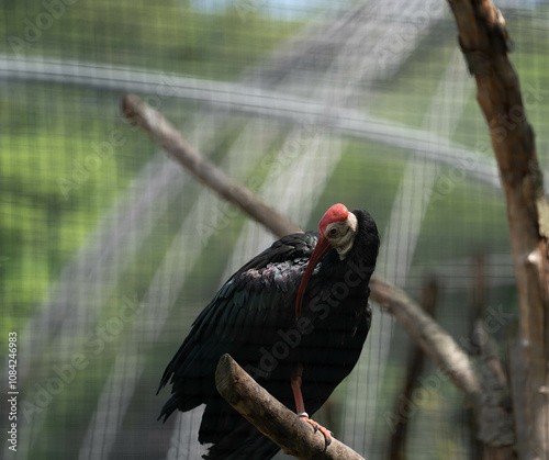 Waldrapp auf einem Ast im Zoo