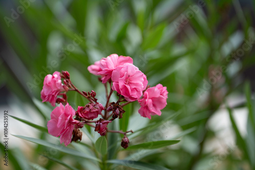 Nahaufnahme von rosa Oleanderblüten im Garten