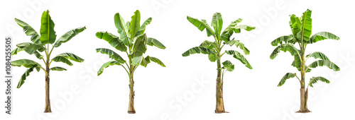 Set of green banana tree with tropical leaves isolated on transparent background cutout png photo