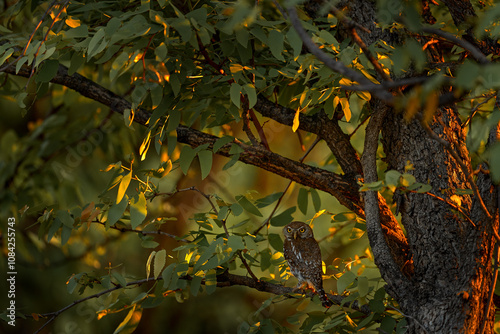 Pearl-spotted owlet, Glaucidium perlatum, Khwai river, Moremi GR, Botswana. Bird on the tree, sunset orange light in nature, wildlife in Africa. Owl in the nature habitat. photo