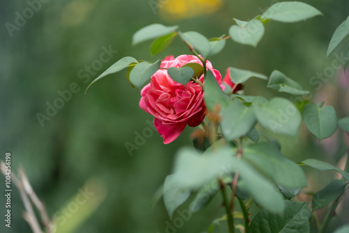 Rosen in voller Blüte photo