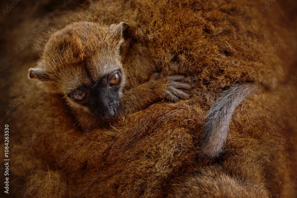 Fototapeta premium Young baby monkey care, hidden in mother fur coat skin. Close-up detail portrait of brown lemur, Eulemur fulvus, Andasibe Mantadia NP in Madagascar. Monkey in neture habitat. Nature wildlife, Africa.