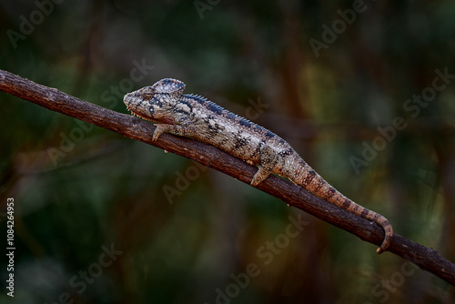 Furcifer oustaleti chameleon sitting on the branch in forest habitat. Exotic beautiful endemic green reptile with long tail from Madagascar. Wildlife scene from nature. photo