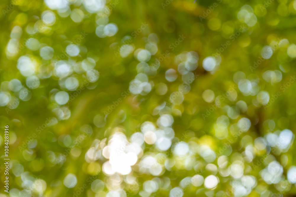 Obraz premium Nature ambience forest blurred background lush environment close-up serenity in greenery