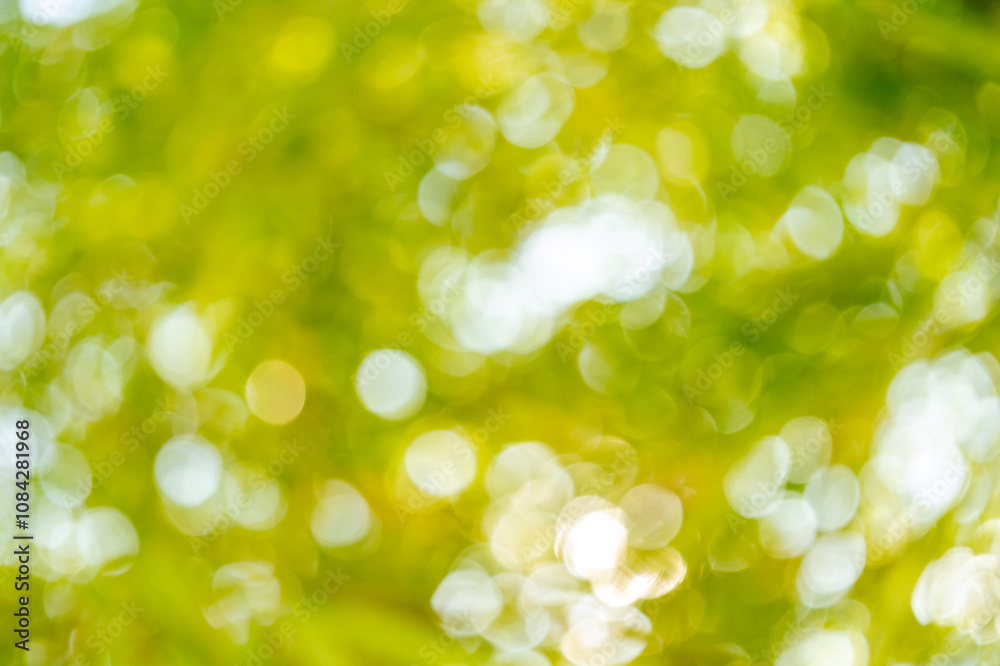 Fototapeta premium Nature close-up outdoor bokeh effect greenery soft focus visual serenity