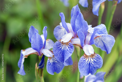 Irideae. Purple iris flowers are blooming in the garden. blue and purple flowers in the garden. macro photo, floral natural background. beautiful flowers close-up. blurred green background photo