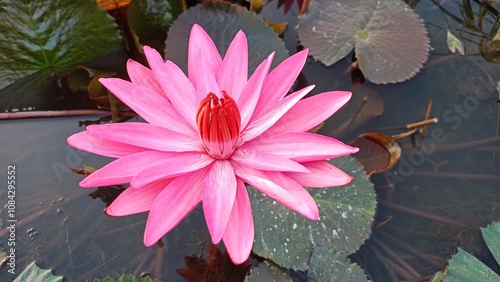 Photography Beautiful pink lotus flower on the water in the pond Assam India