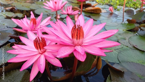 Photography Beautiful pink lotus flower on the water in the pond Assam India