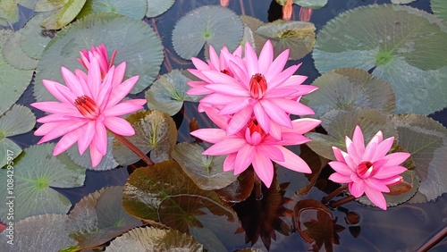 Photography Beautiful pink lotus flower on the water in the pond Assam India