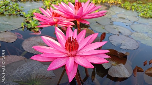 Canvas Print Beautiful pink lotus flower on the water in the pond Assam India