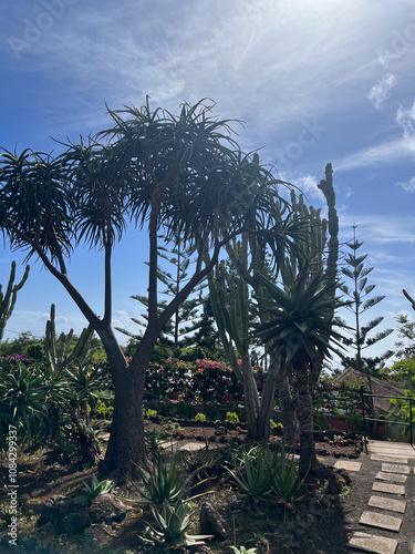 Serene Botanical Garden with Cacti and Succulent Trees