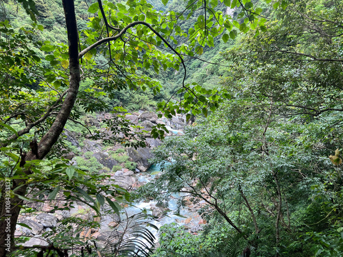 Serene Forest Stream Surrounded by Lush Green Foliage