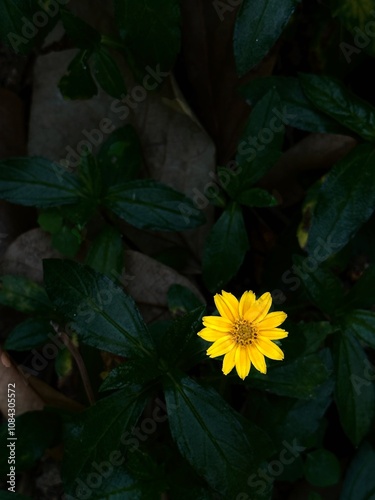 Closeup yellow flower with dark leaves background