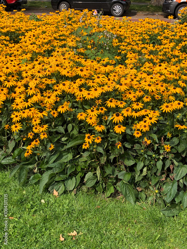 Vibrant Field of Yellow Flowers in a Lush Garden