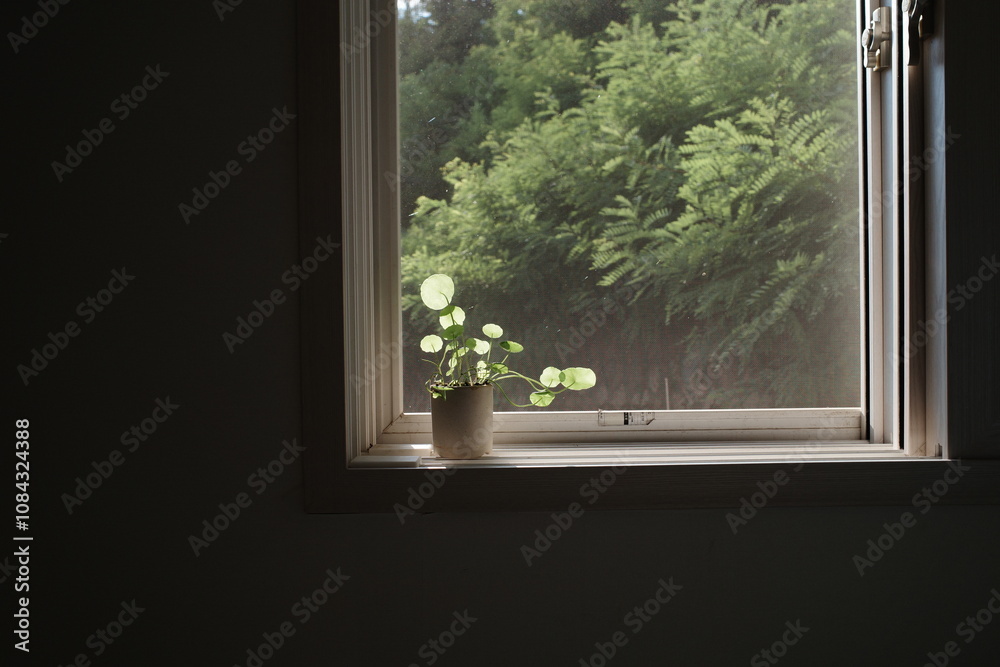Fototapeta premium seoul, korea, plant, summer, nature