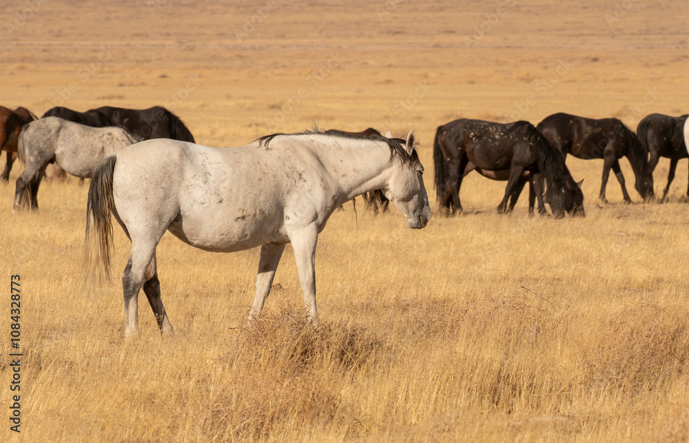 Obraz premium Wild Horses in the Utah Desert in Autumn