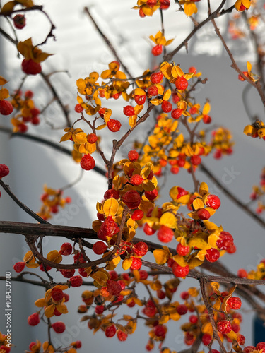 autumn berries on a branch