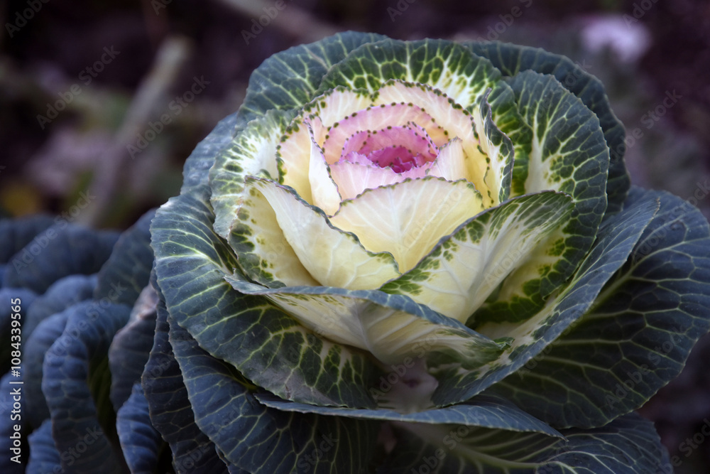 Cabbage flowers in the autumn garden