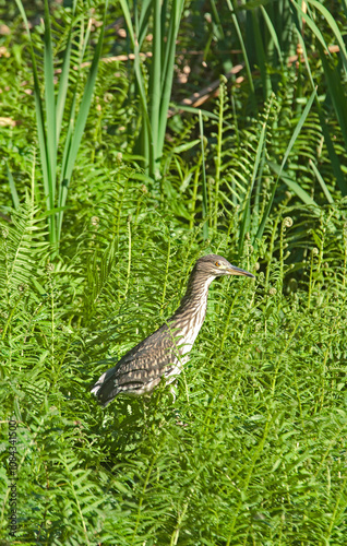 Crabier chevelu,.Ardeola ralloides, Squacco Heron