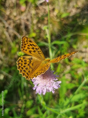 butterfly on flower