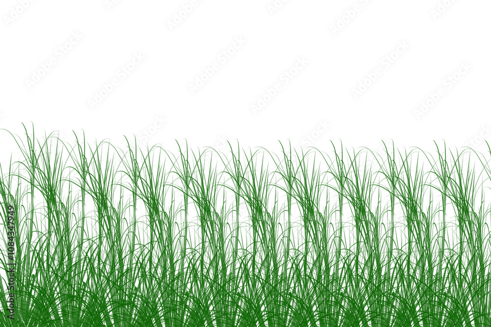 Fototapeta premium green grass isolated on transparent background