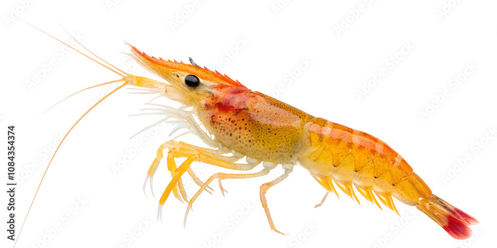 custom made wallpaper toronto digitalYellow Fire Shrimp Neocaridina davidi isolated transparent background