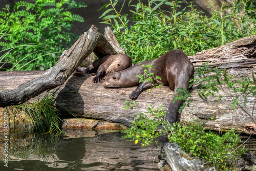 Two black otters play