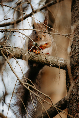 squirrel on a branch