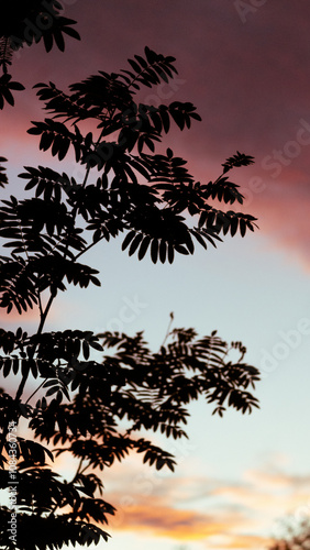 silhouette of a tree
