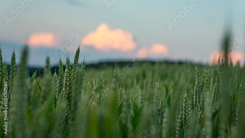 wheat field at sunset