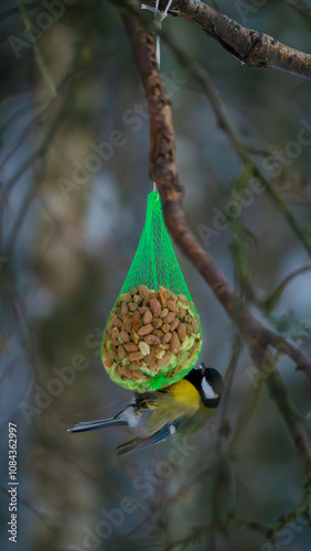 bird in a tree