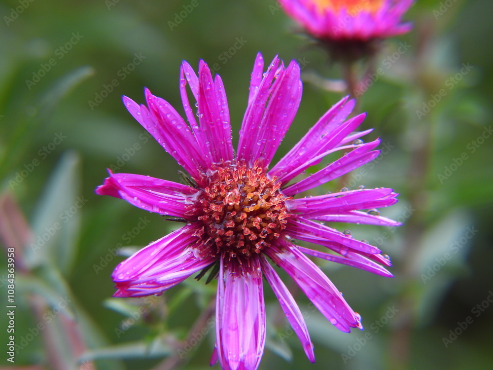 Fototapeta premium fioletowy aster piękny kwiat jesienny