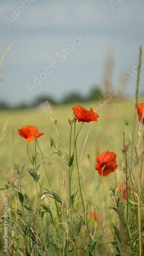 poppies