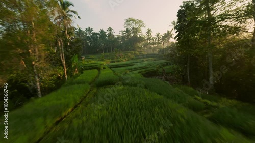 Fpv drone flight over the rice terraces in Ubud at sunrise in Bali