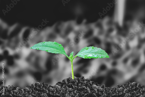 Vibrant young plant emerging from rich soil under radiant light. Young plant sprouting from soil with sunlight. Close up of Spring bud Growing with Birght Green nature background photo