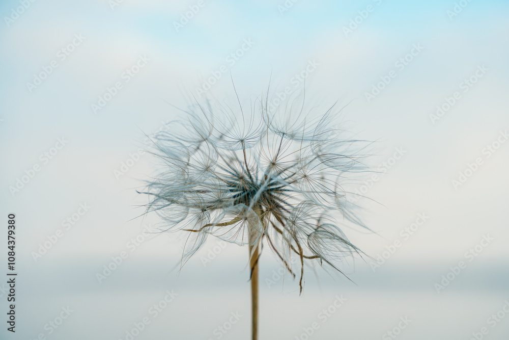 Fototapeta premium Beautiful natural background with dandelion.
