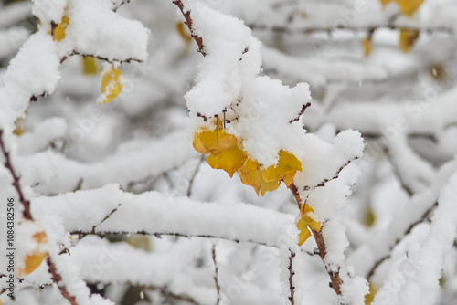 Autumn leaves on branches decorated with the first wet snow create a unique natural pattern.