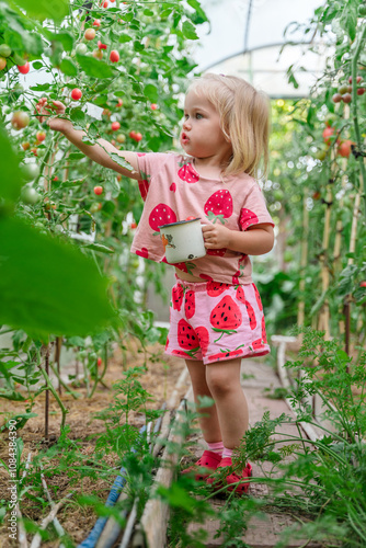 Cute child girl 2-years old collects Small cherry tomatoes in the greenhouse.