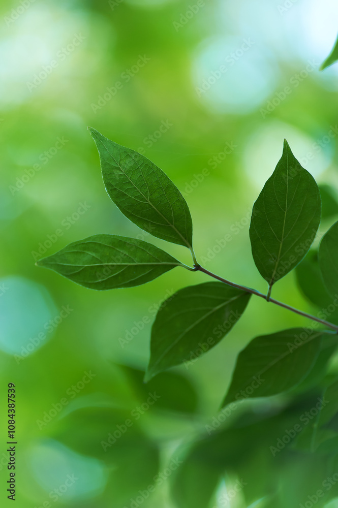 Fototapeta premium Green leaves background. Selective and soft focus. Copy space. 