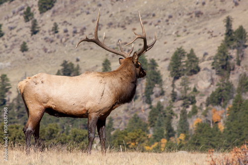 Bull Elk During the Rut in Autumn in Colorado