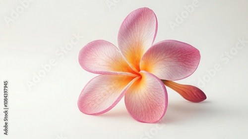 Isolated blossoming frangipanis flower on white background. Colorful in the color vintage. photo