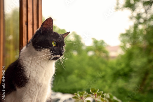 A black and white domestic cat sits on the balcony and looks curiously at the street