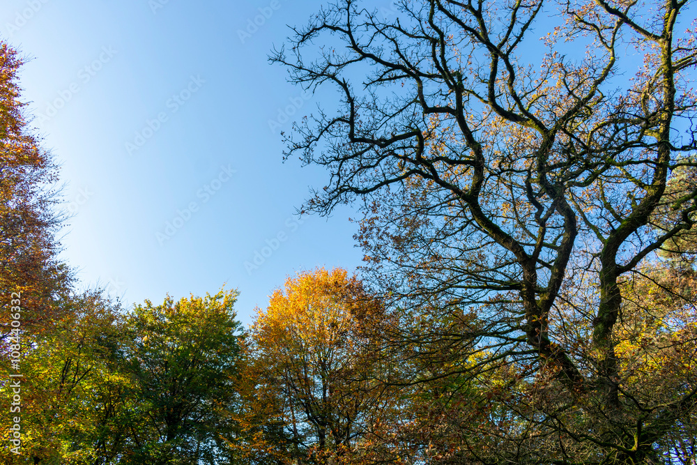 Baumkronen im Herbst bei sonnigem Wetter und blauem Himmel. Mit Textfreiraum Baumkronen im Herbst bei sonnigem Wetter und blauem Himmel. Mit Textfreiraum