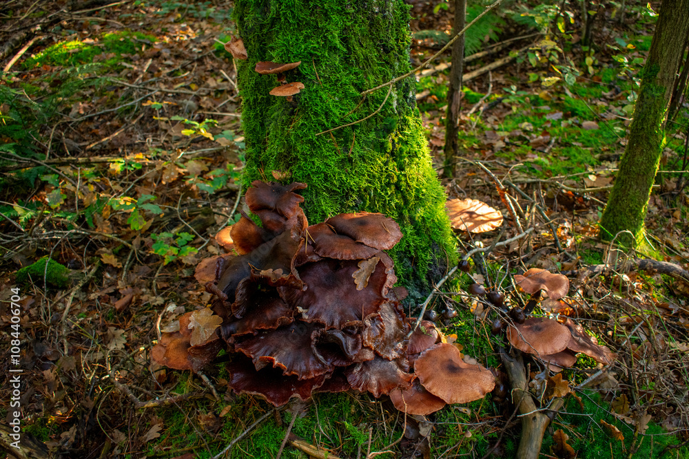 Riesenpilz am Baum, bekannt als dunkler Hallimasch Riesenpilz am Baum, bekannt als dunkler Hallimasch