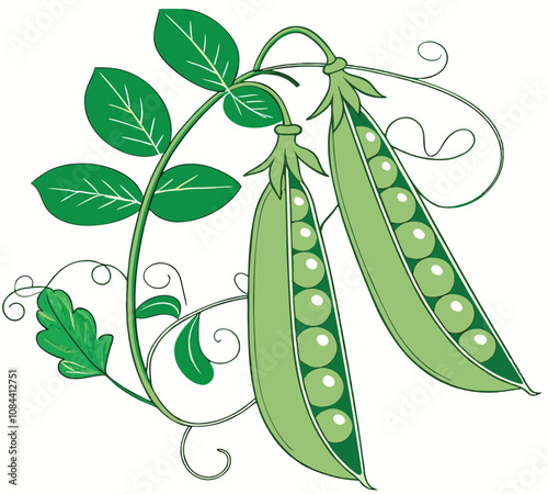 Hand-Drawn Green Peas with Botanical Elements

